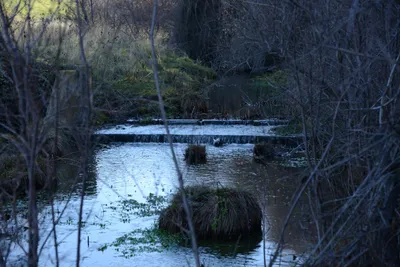 DSC_1078 (Large).JPG